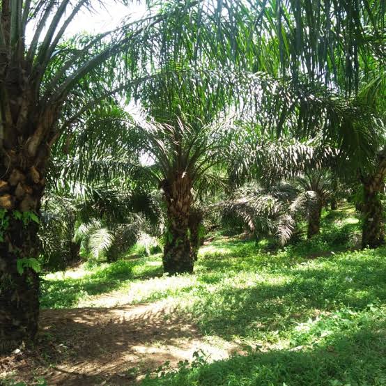 Lahan Sawit